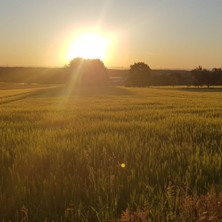 Bunte Weizensorten sollen Vollkornbrot interessanter machen