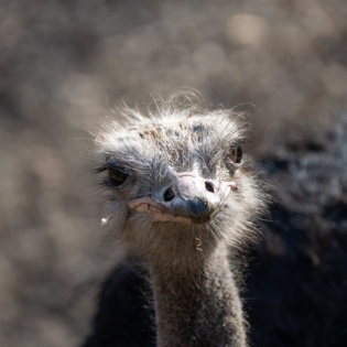 Pech beim Denken: Strauße sind dümmer