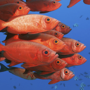 Die Regeln des Schwarms: Was verraten uns die Augenbewegungen von Fischen?