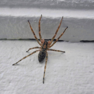 Nur wenige Spinnenarten kommen im Herbst in die Häuser