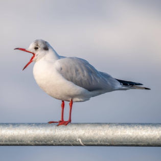 Einfach schreien? So verteidigt man sein Essen gegen Möwen
