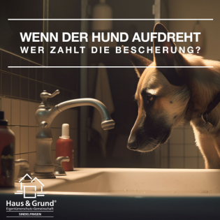 Der Hund dreht auf - Wer zahlt die Bescherung