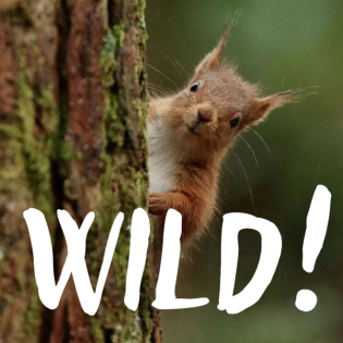 Eichhörnchen: So präsent und doch so rätselhaft – mit Sinah Drenske