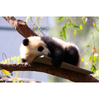 Interview im Kinderzoo Rapperswil mit einem Tierpfleger