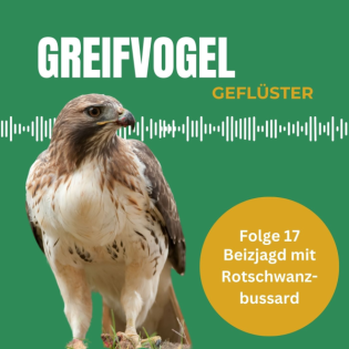 Beizjagd mit dem Rotschwanzbussard - Interview mit Rebekka Bloßfeld