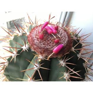 BG075 Samen und Vielfalt