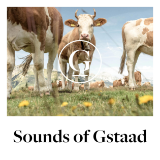 Kuhherde am Hornberg läutet die Abenddämmerung ein