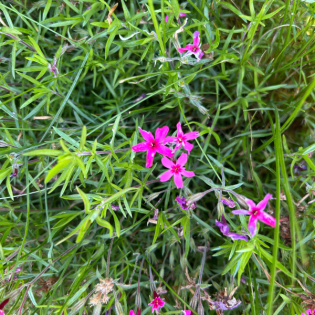 Freunde sind wie Blumen