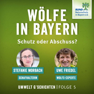 Wölfe in Bayern – Schutz oder Abschuss?