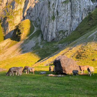 Kuhglockengeläut auf einer Alp