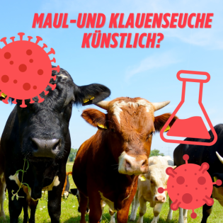 Maul-und Klauenseuche künstlich?
