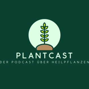 "Frauenmantel - Schutzkraut der Weiblichkeit"