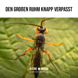 E6: Den großen Ruhm knapp verpasst