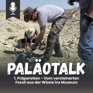 1. Präparation - Vom versteinerten Fossil aus der Wüste ins Museum