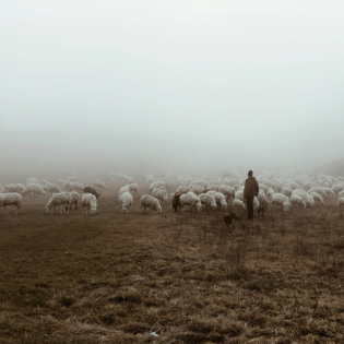 Alexander Hirsch: Das Gleichnis von den 99 verlorenen Schafen