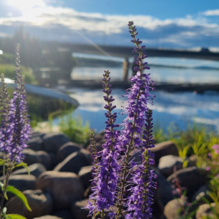 #002 Ein Hamsterrad sieht nur von innen aus wie eine Leiter