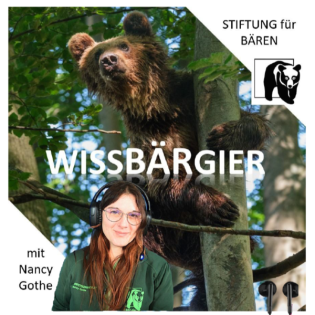 Der Braunbär - behäbig und brummender Beerenfreund