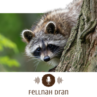 #2: Invasiv, aber unschuldig - Wilde Waschbären und ausgesetzte Schmuckschildkröten