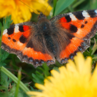 Meine Agenten. Welche Kräfte sind in meiner Psyche aktiv?