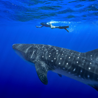 Delegationsleiterin: "Erfolgreiche Artenschutzkonferenz"