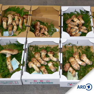 Matsutake – Ein Pilz im Anthropozän