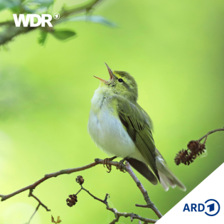 Gefiederte Musen – Musik, von Vögeln inspiriert