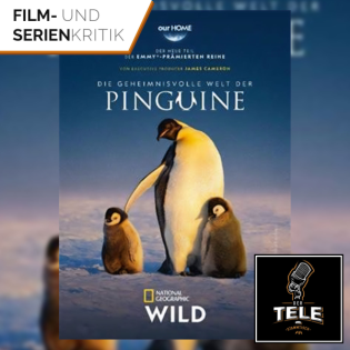Die geheimnisvolle Welt der Pinguine (Disney+) | Ganz nah dran an den watschelnden Frackträgern
