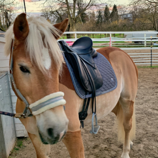 #311 - Faultier oder Musterknabe: Sind Haflinger fleißiger als andere Pferde?