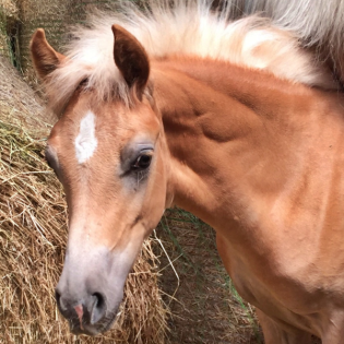 #315 Pferd-O-Mat: Was beachten beim Fohlen-Kauf?