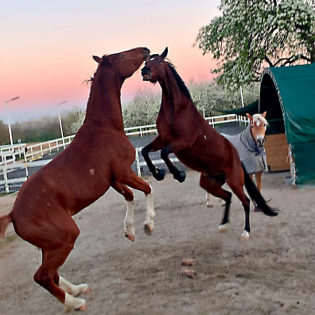 #332 Gruselzonen, Yellowstone und Zulegen im Mitteltrab