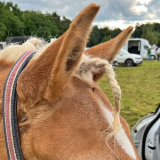 #382 Haflinger-Power beim Feine-Leute-Turnier