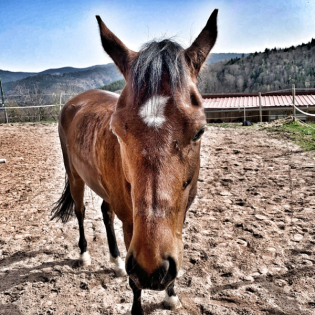 #387 Auch der Papst hat jetzt ein Pferd
