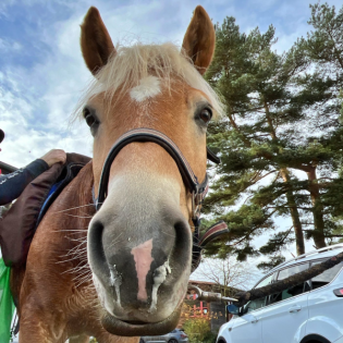 #399 Reiten ist kein Sport! Oder doch?