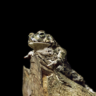 Zauberkröte und Pankower Tor Berlin