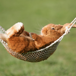 Viertagewocheversuchskaninchen