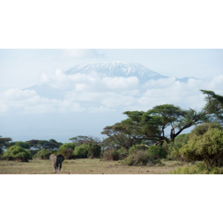 Klimawandel am Kilimandscharo