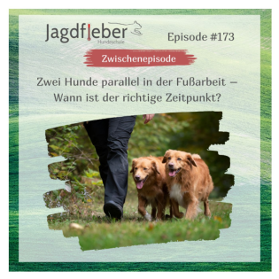 P173: Zwei Hunde parallel in der Fußarbeit – Wann ist der richtige Zeitpunkt?