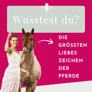 Liebt mich mein Pferd? 7 ehrliche Zeichen echter Verbindung