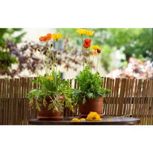 144 – Ab ins Beet … oder wo lädst Du Deine Energie auf?