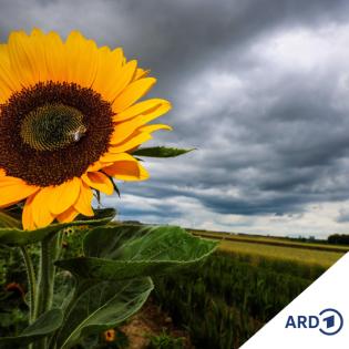 Schön sind wir als zerbrechliche Wesen - Die stille Kraft der menschlichen Verletzlichkeit