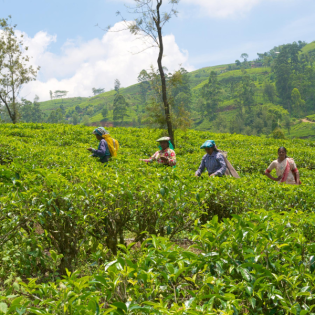 Sklaven der Neuzeit? Misereors diesjährige Fastenaktion in Sri Lanka
