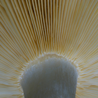 Die Macht der Pilze - Wie sie das Leben formen