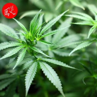 Cannabis, Hanf, CBD - Was steckt dahinter?