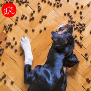 Gesundes Hundefutter - Realität und Wunsch