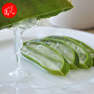 Aloe vera in der Tierheilpraxis