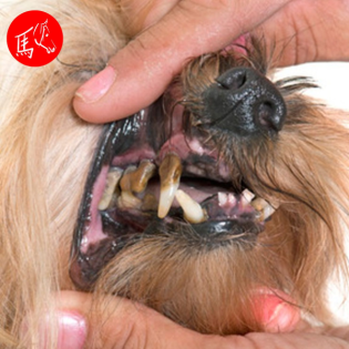 Zahngesundheit und -pflege beim Hund