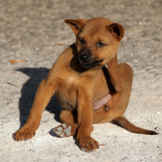 Dem Ungeziefer auf den Pelz rücken