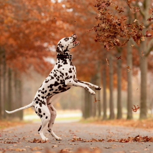 Der Hund im Herbst - Stoffwechselzeit (mit PerNaturam)