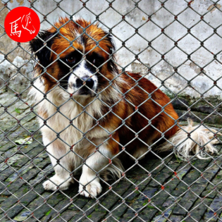 Ganzheitliche Unterstützung für Tierschutzhunde