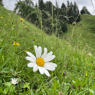 Vielfalt dank Nutzung - Trockenweide im Diemtigtal